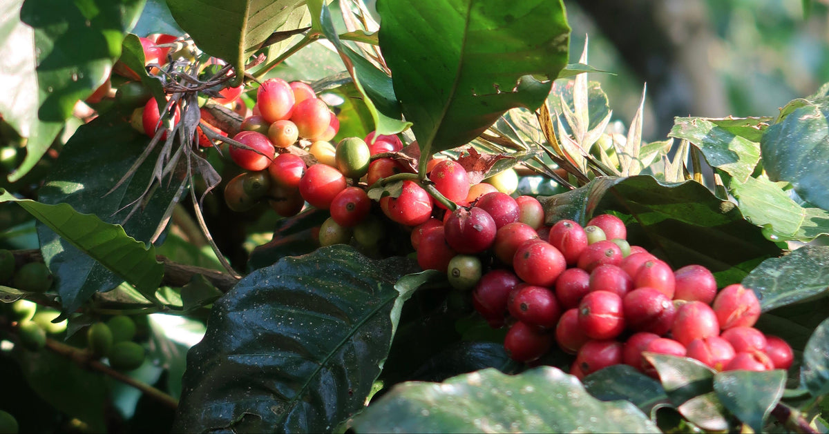 Eventide Coffee